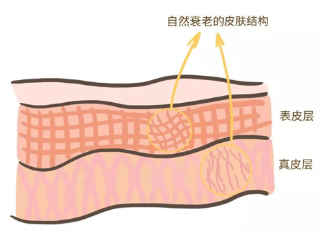 來看看維E是如何抗衰老的，一起看看原理
